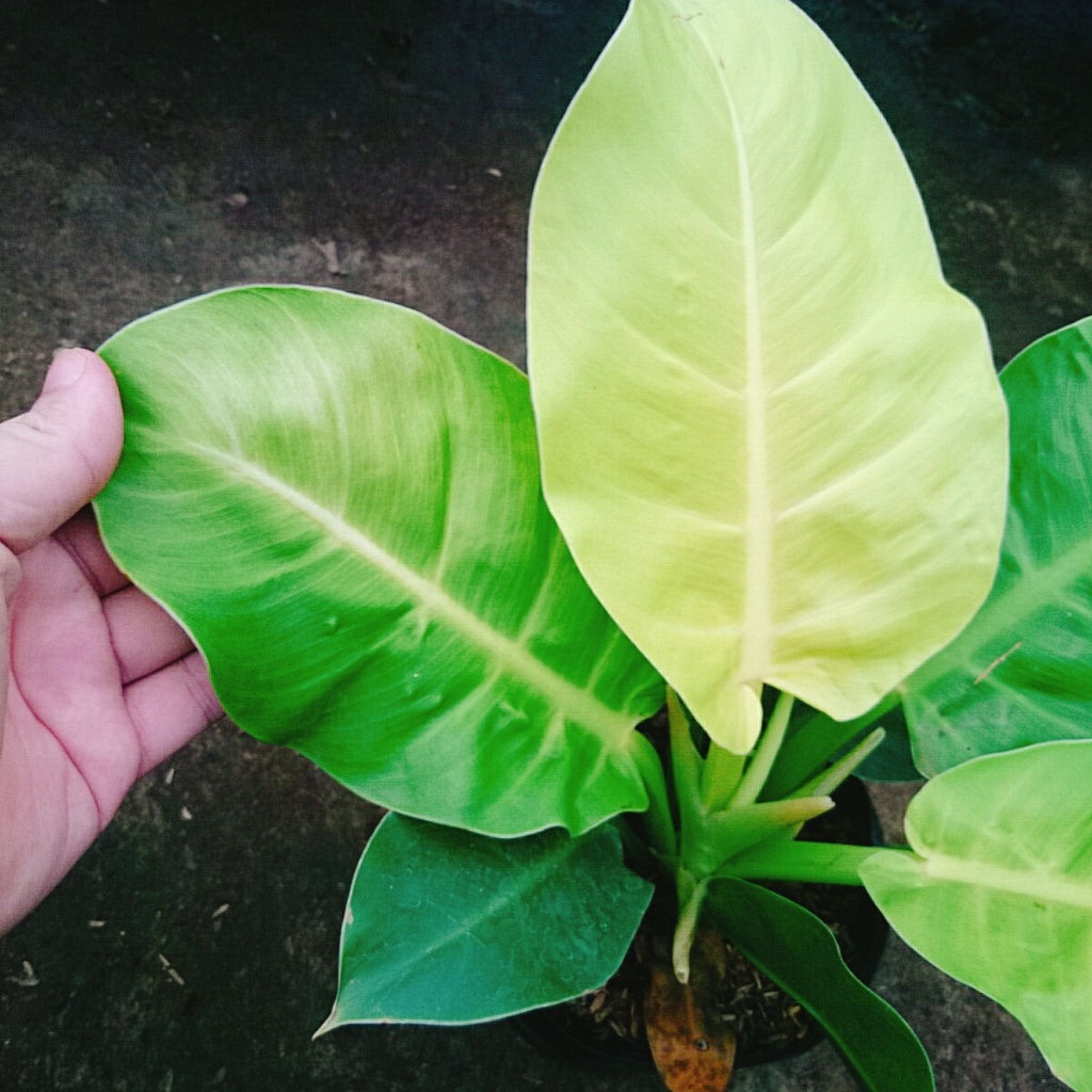 Cây trầu bà đế vương vàng - cây cảnh để bàn