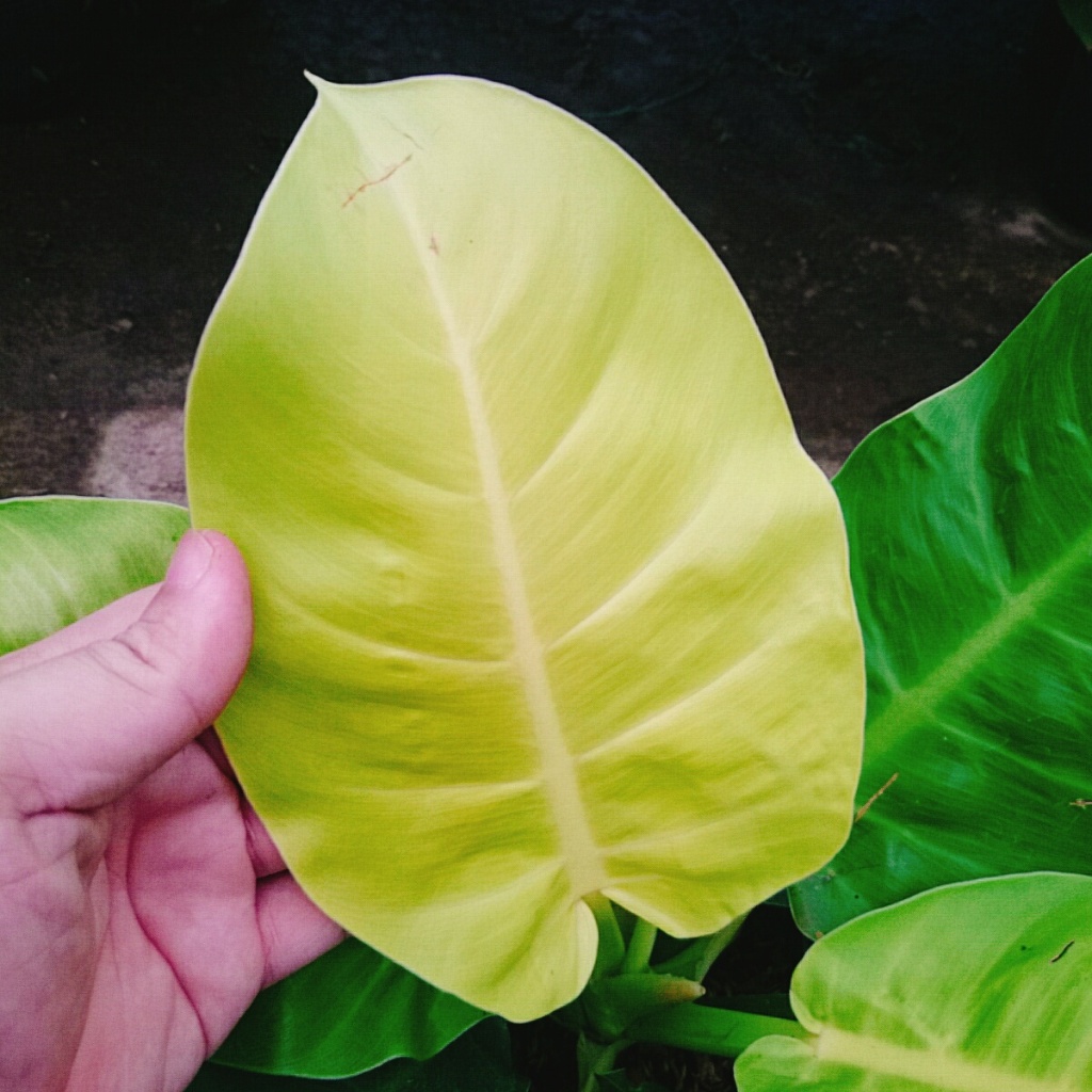 Cây trầu bà đế vương vàng - cây cảnh để bàn