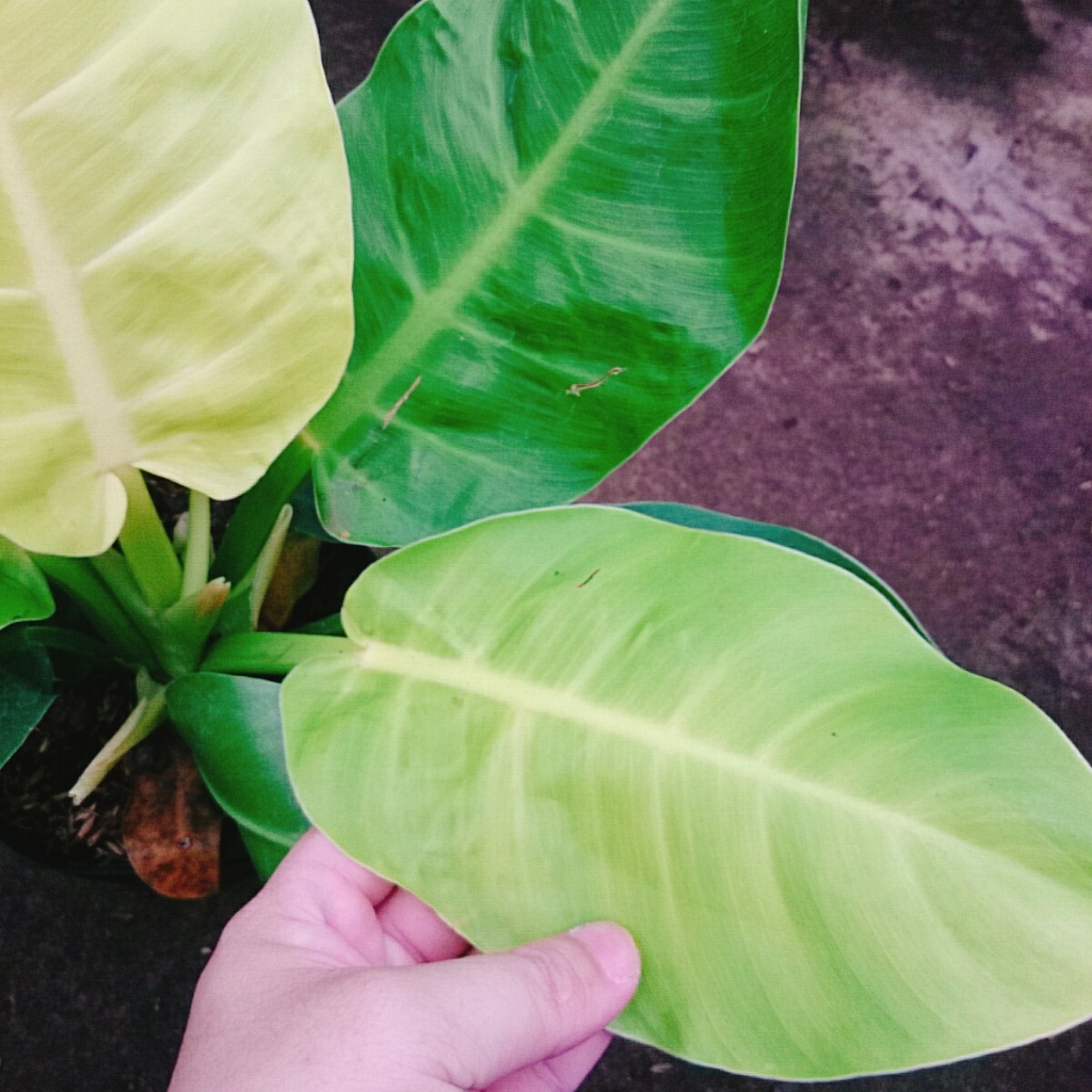 Cây trầu bà đế vương vàng - cây cảnh để bàn