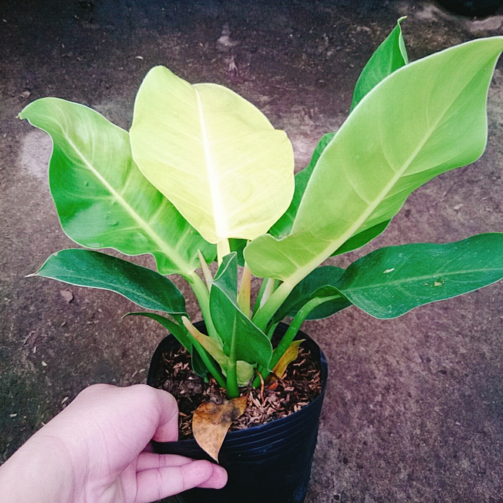 Cây trầu bà đế vương vàng - cây cảnh để bàn