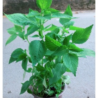 HẠT GIỐNG RAU KINH GIỚI - 1GR
