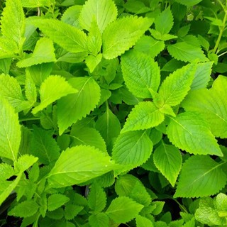 HẠT GIỐNG RAU KINH GIỚI - 1GR