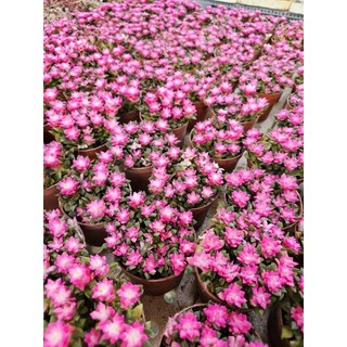 Sen đá Hồng Sao cả bụi như ảnh size 7-8-9cm có sẵn tại vườn MẦM NẮNG GARDEN lỗi 1 đền 1