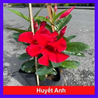 Cây Huyết Anh - cây hồng anh thân leo hoa đỏ rực dùng làm cây cảnh trang trí ban công, sân vườn