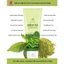 Sữa rửa mặt tạo bọt trà xanh HELEN GREEN TEA CLEANSING FOAM 170ML