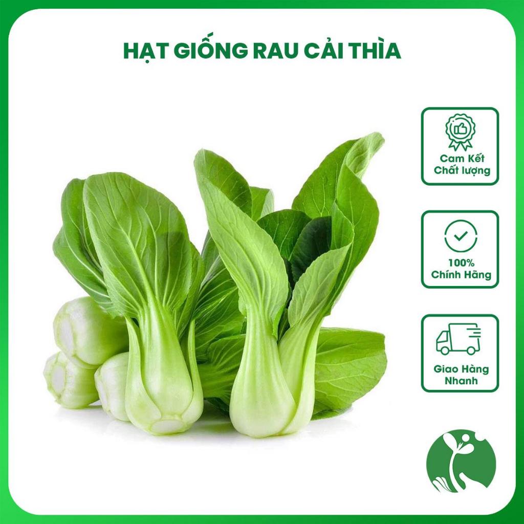Hạt giống rau Cải thìa (Cải chíp) ngọt, lá xanh - Gói 20gr - Trồng ...