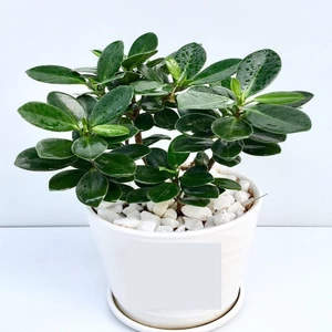Cây Da nhật kèm chậu men sứ trắng- Cây để bàn- Cây xanh trang trí văn phòng, nhà phố