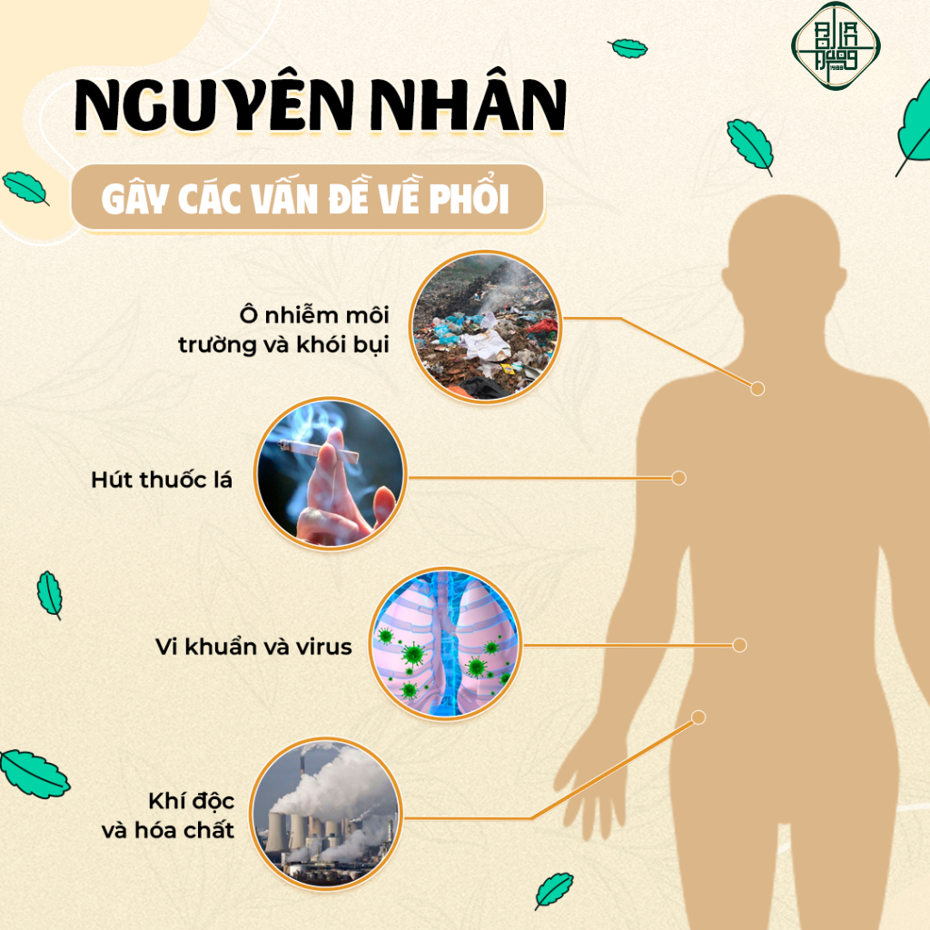Trà Bổ Phổi Bội Lan Đường - Thảo Dược Tiêu Đờm, Giảm Ho Nhanh, Giảm Đau Rát Họng, Bảo Vệ Hô Hấp