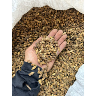 1kg ké đầu ngựa ( thương nhĩ tử ) hàng trà sạch gai