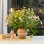 Bình Hoa Gốm Sứ Bát Tràng Dáng Lu Bia Bầu Tròn Màu Pastel Lọ Căm Hoa Decor Để Bàn GomDecorTSC