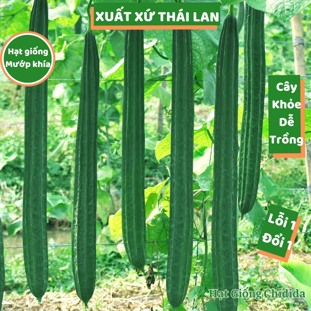 Hạt giống mướp khía Thái Lan trái dài thơm ngọt cây khỏe nhiều trái hạt ...