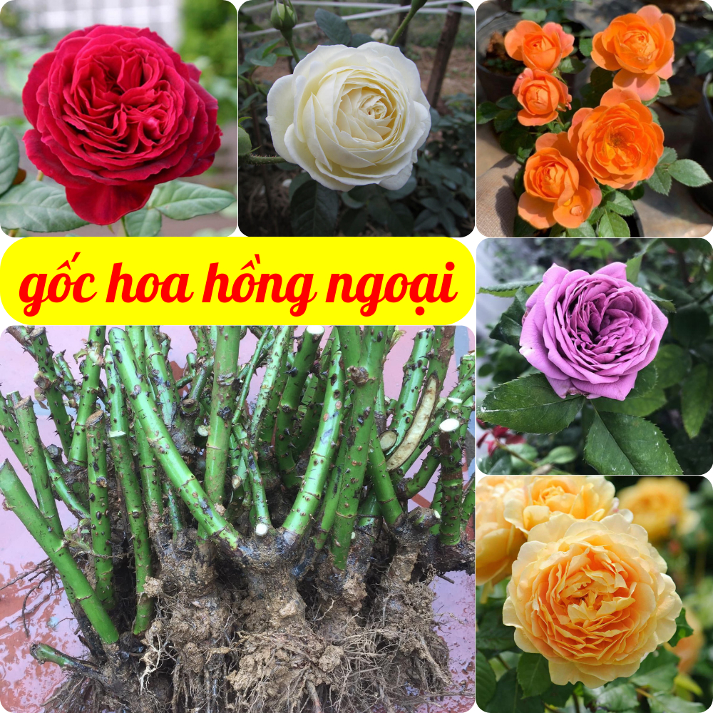 Gốc hoa hồng ngoại nhiều màu (được lựa chọn màu) - nở đẹp, hoa thơm ...