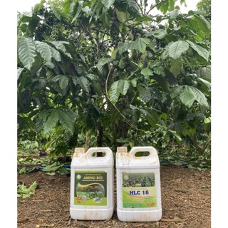 Phân bón sinh học Amino can 5L, dinh dưỡng tổng hợp  giúp cây khoẻ, xanh lá, mập chồi, nhú đọt
