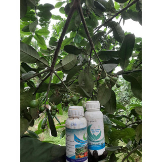 Combo 2 chai 500ml cho cây ra hoa nhiều đậu trái, dưỡng bông , chống rụng bông và trái