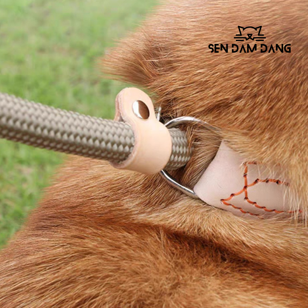 Dây Dắt Chữ P Cho Cún Lớn