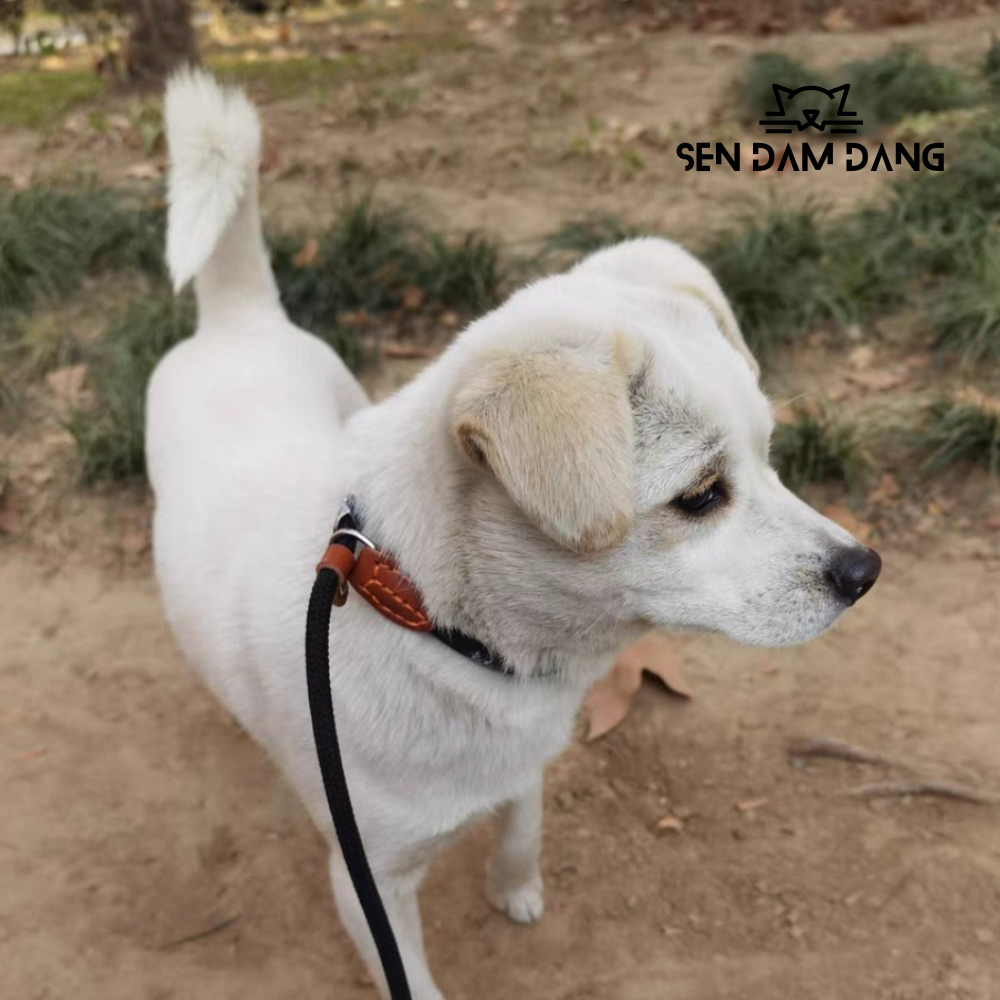 Dây Dắt Chữ P Cho Cún Lớn