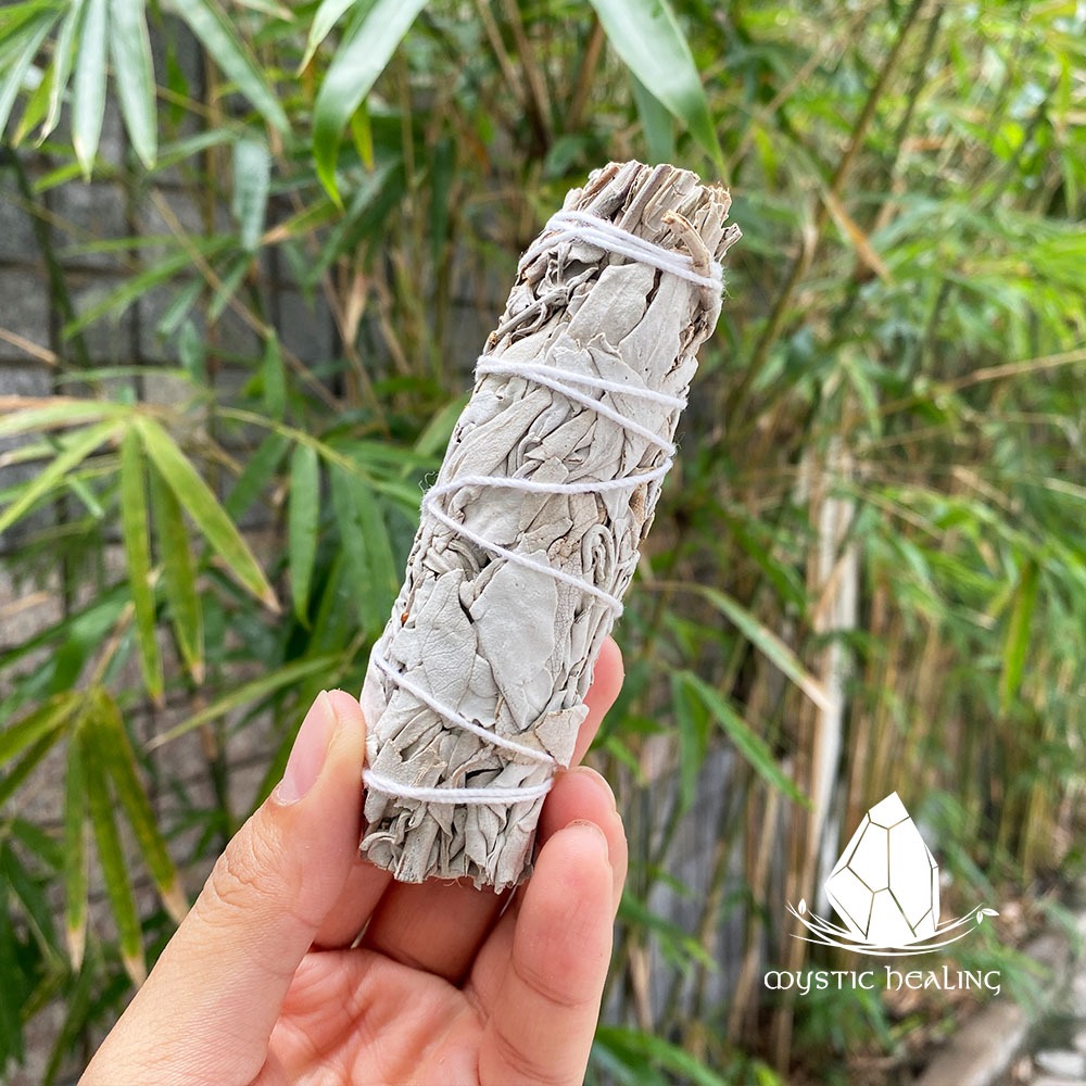Xô Thơm Trắng - White Sage (Bó 10-12 cm / 14-17 cm) (Mystic House Tarot ...