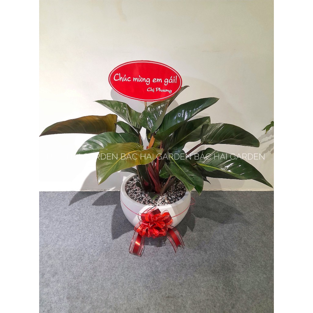 Cây Đế Vương Đỏ kèm chậu men sứ trắng- Cây nội ngoại thất văn phòng, nhà ở- Cây xanh quà tặng Khai Trương, Tân gia