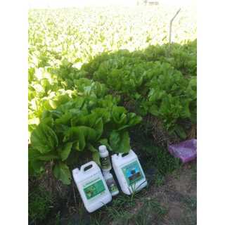 Combo 2 can 5L trichoderma và em root phòng héo xanh, thối rễ, kích rễ, dưỡng rễ, bén rễ nhanh