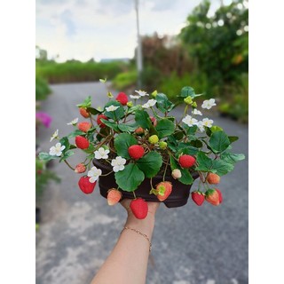 Khuôn silicon trái dâu tây KT dài 3_3.8cm,tùy trái(giao ngẫu nhiên )