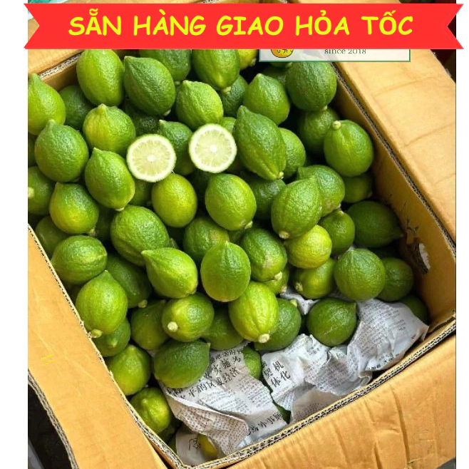 Chanh Quảng Đông Xanh To- Chanh Nước Hoa, Chanh Vàng làm trà chanh giã ...