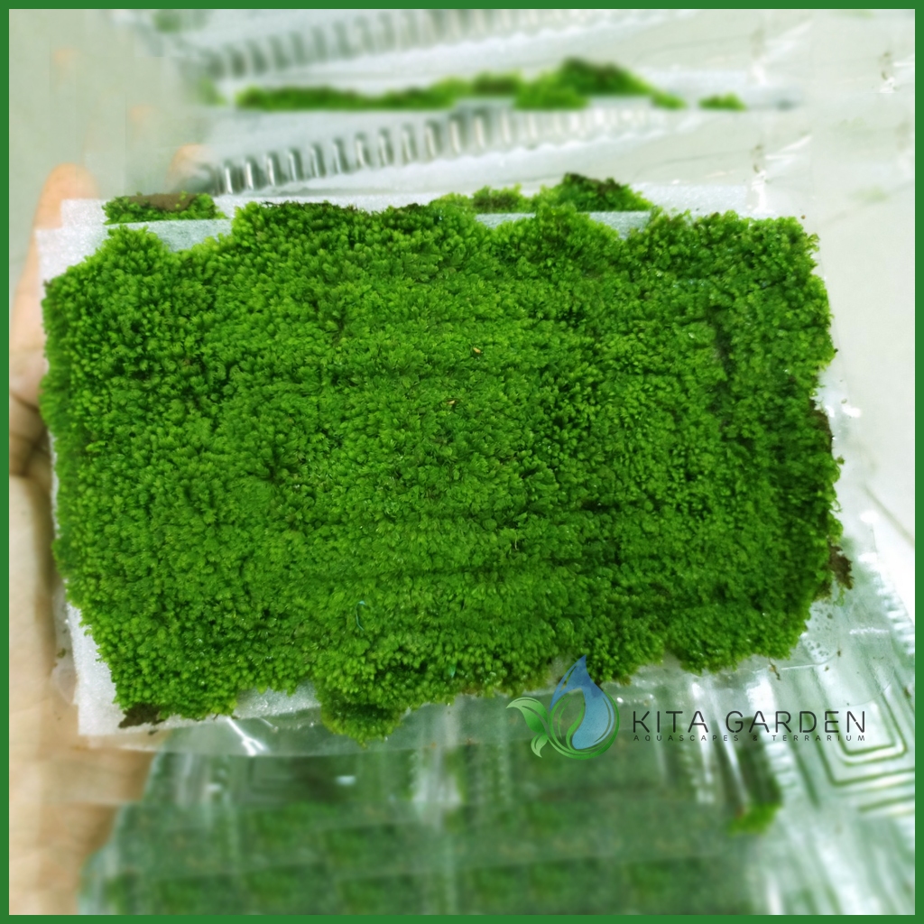 Rêu Mini Fiss | Rêu Minifiss Thảm Trải Nền Bể Cá Thuỷ Sinh Cực Đẹp ...
