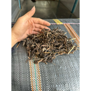 Combo 5kg nhân trần [ sấy khô sạch ] LOẠI 1