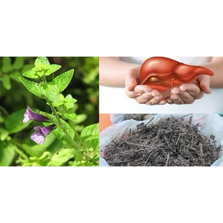 Combo 5kg nhân trần [ sấy khô sạch ] LOẠI 1
