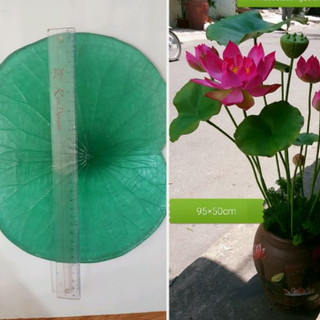 Gân cứng lá sen đại,đk 27-28cm