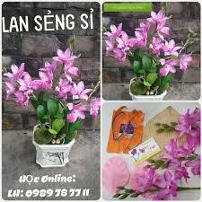 Khuôn cắt lan sẻng sỉ ( họ lan catlaya)
