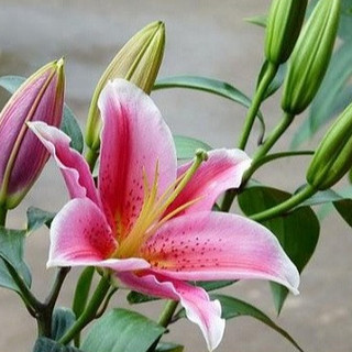 Khuôn cắt hoa lily_ size trung