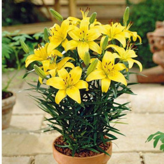Khuôn cắt hoa lily_ size trung