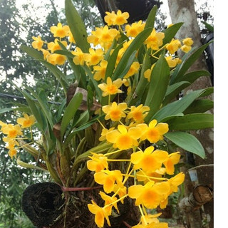 Khuôn cắt hoa hoàng lan