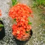 Cây Trang Phụng Hoàng Lửa - cây cảnh để bàn