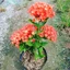 Cây Trang Phụng Hoàng Lửa - cây cảnh để bàn