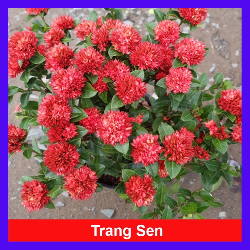 Cây Bông Trang Sen Đỏ - cây mẫu đơn giống mới trồng sân vườn hoa đẹp lâu tàn