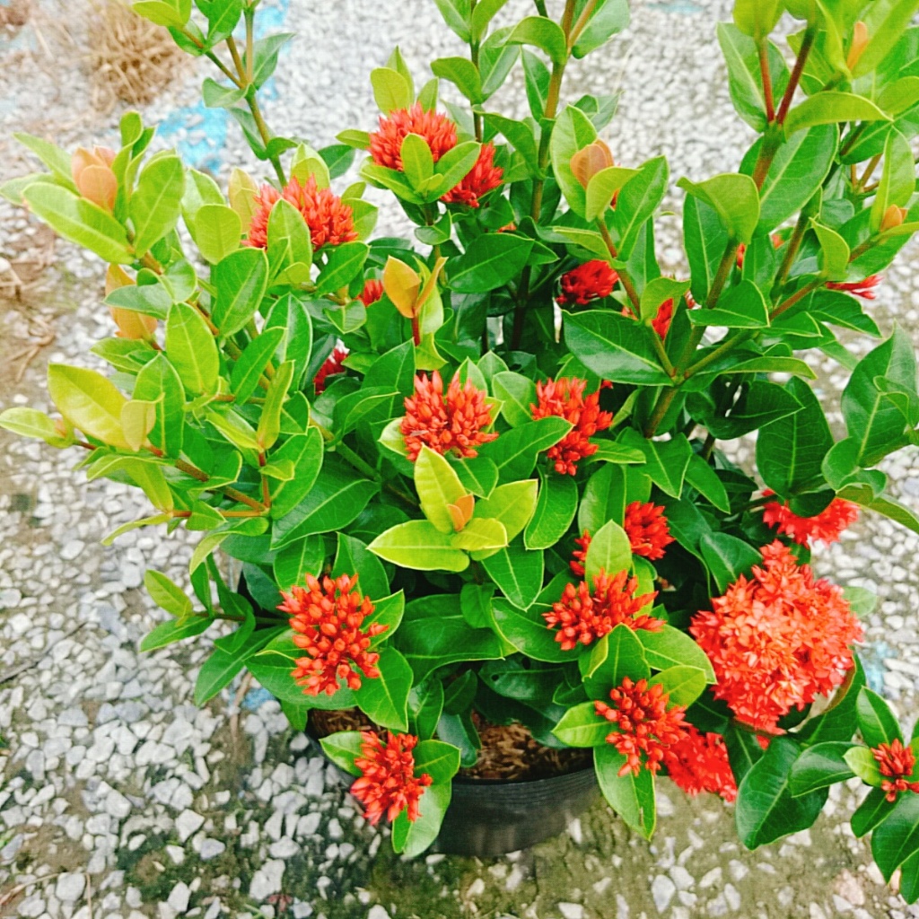 Cây Bông Trang Sen Đỏ - cây mẫu đơn giống mới trồng sân vườn hoa đẹp lâu tàn