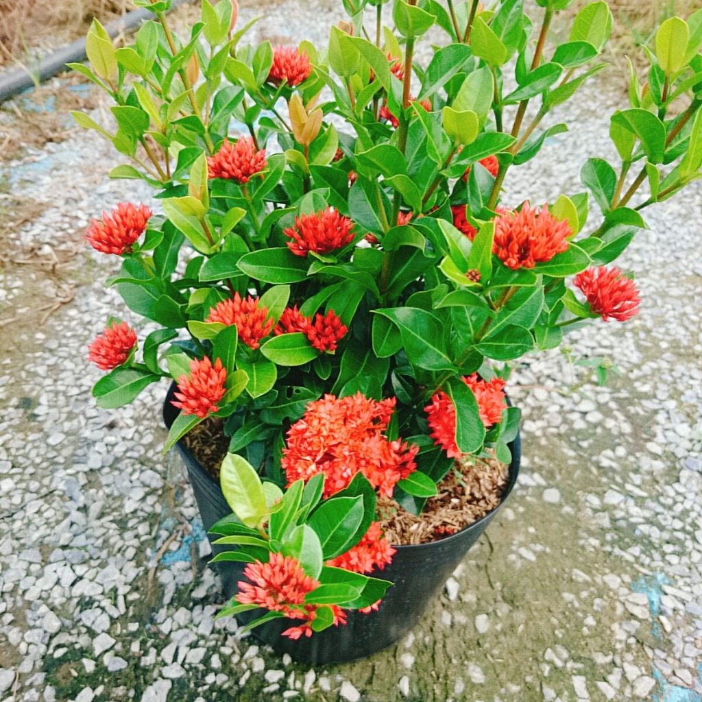 Cây Bông Trang Sen Đỏ - cây mẫu đơn giống mới trồng sân vườn hoa đẹp lâu tàn