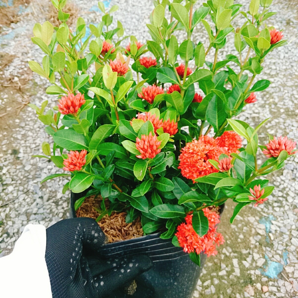 Cây Bông Trang Sen Đỏ - cây mẫu đơn giống mới trồng sân vườn hoa đẹp lâu tàn