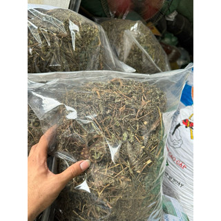 Combo Nhọ Nồi (Cỏ Mực) Khô 3kg Nguyên Chất | Dược Liệu Khô Chọn Lọc | Thảo Dược Đạt Huyền