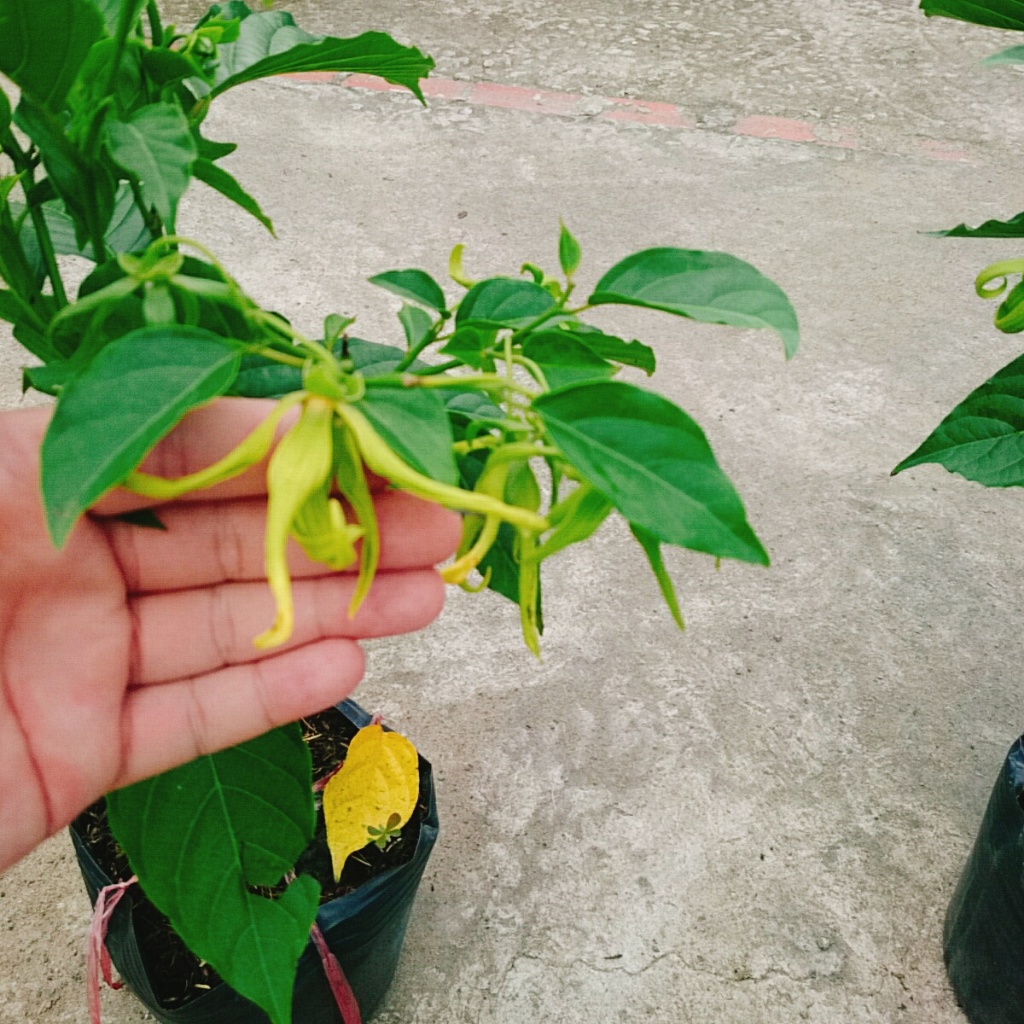 Cây Hoàng Lan (Cây Ngọc Lan Vàng - Cây Bông Chúa) - Hoa có hương thơm dễ chịu