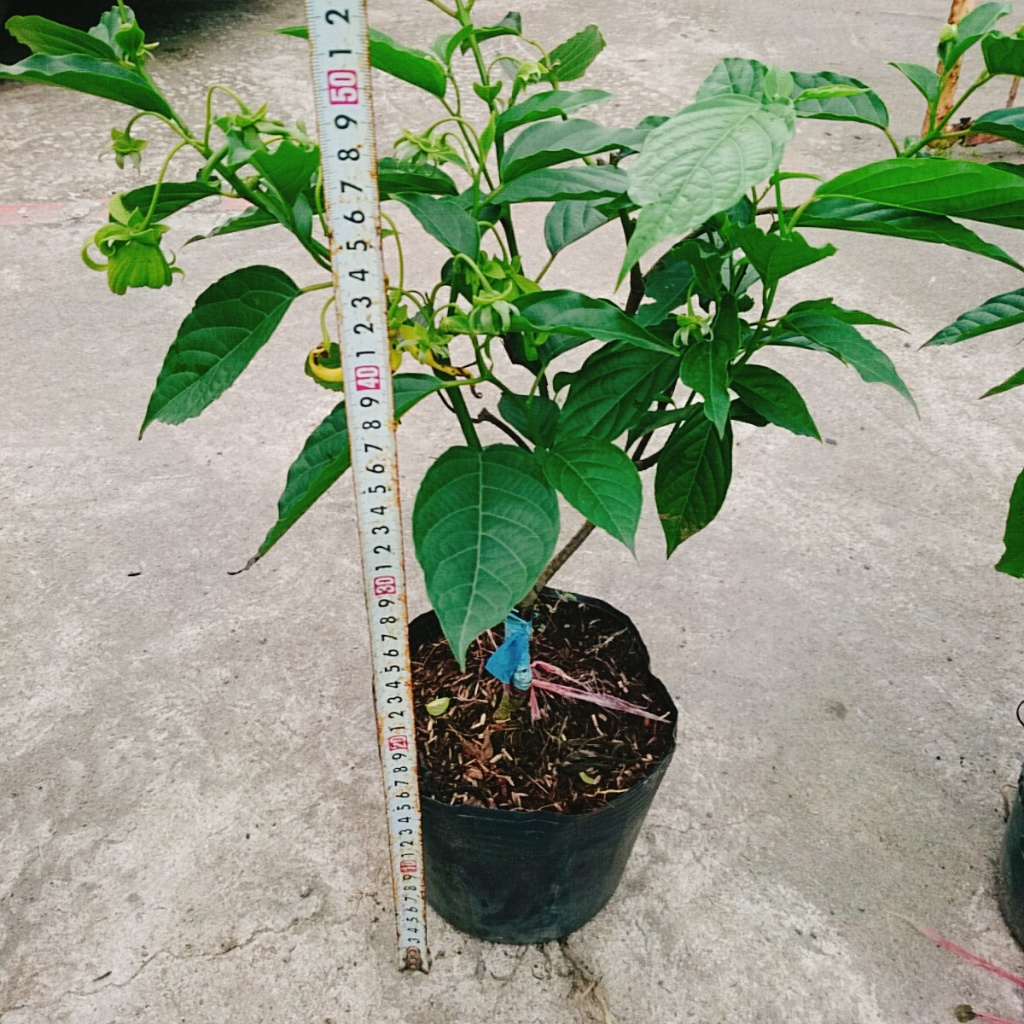 Cây Hoàng Lan (Cây Ngọc Lan Vàng - Cây Bông Chúa) - Hoa có hương thơm dễ chịu