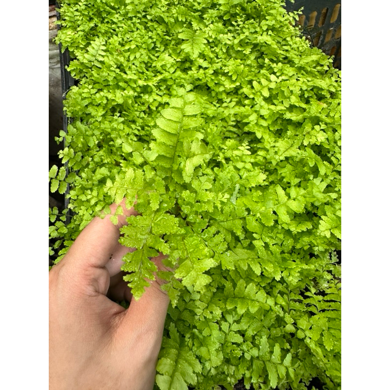 Dương xỉ loại siêu mini setup terrarium Green Natural