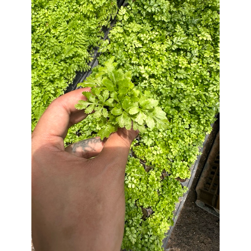 Dương xỉ loại siêu mini setup terrarium Green Natural