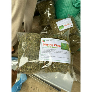 Diệp Hạ Châu 1kg ( cây chó đẻ răng cưa ) phơi khô sạch, mới  Loại 1