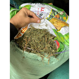 Diệp Hạ Châu 1kg ( cây chó đẻ răng cưa ) phơi khô sạch, mới  Loại 1
