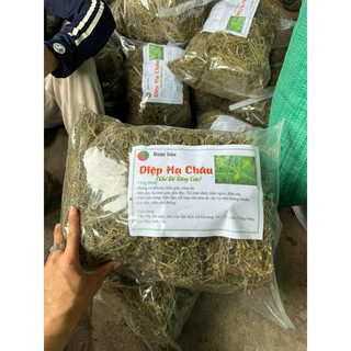 Diệp Hạ Châu 1kg ( cây chó đẻ răng cưa ) phơi khô sạch, mới  Loại 1