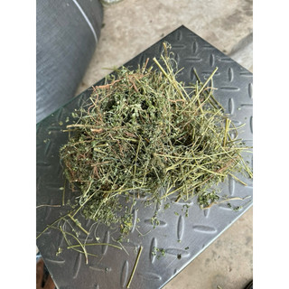 Diệp Hạ Châu 1kg ( cây chó đẻ răng cưa ) phơi khô sạch, mới  Loại 1