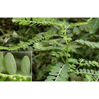 Diệp Hạ Châu 1kg ( cây chó đẻ răng cưa ) phơi khô sạch, mới  Loại 1