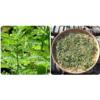 Diệp Hạ Châu 1kg ( cây chó đẻ răng cưa ) phơi khô sạch, mới  Loại 1